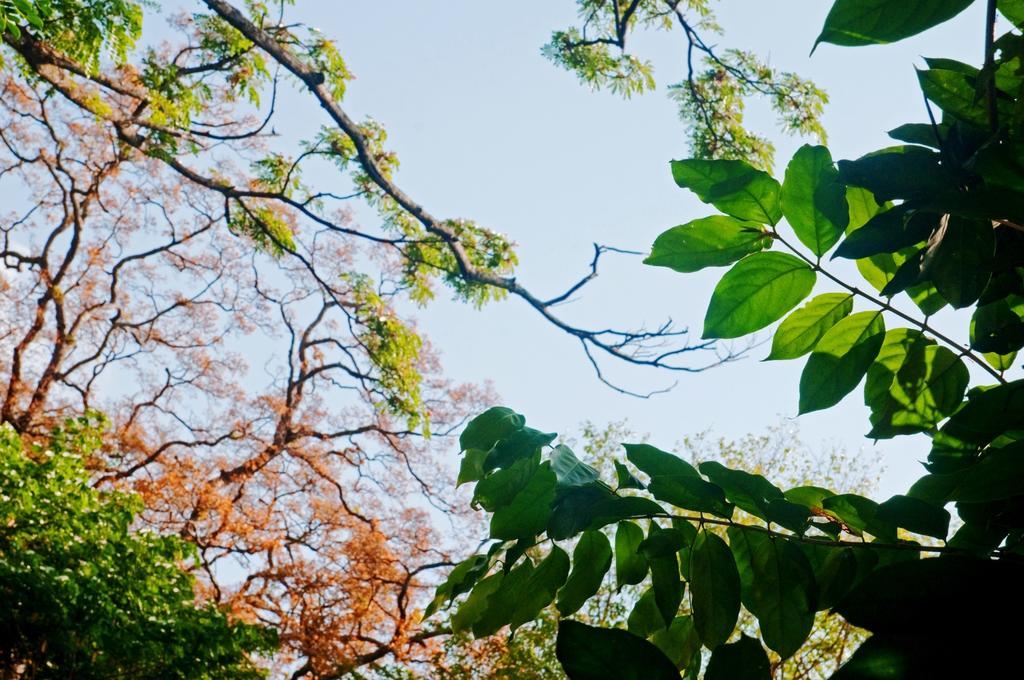 담불라 Raintree 빌라 외부 사진